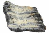 Mammoth Molar Slice With Case - South Carolina #99511-2